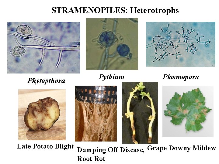 STRAMENOPILES: Heterotrophs Phytopthora Late Potato Blight Pythium Plasmopora Damping Off Disease, Grape Downy Mildew