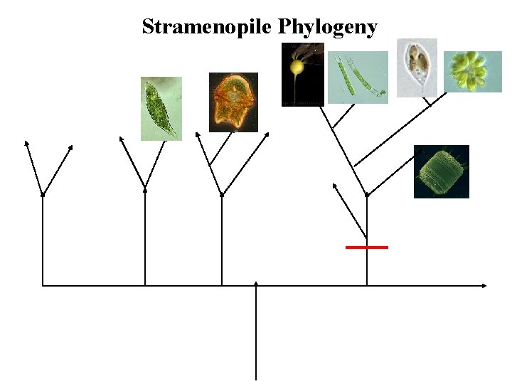 Stramenopile Phylogeny 