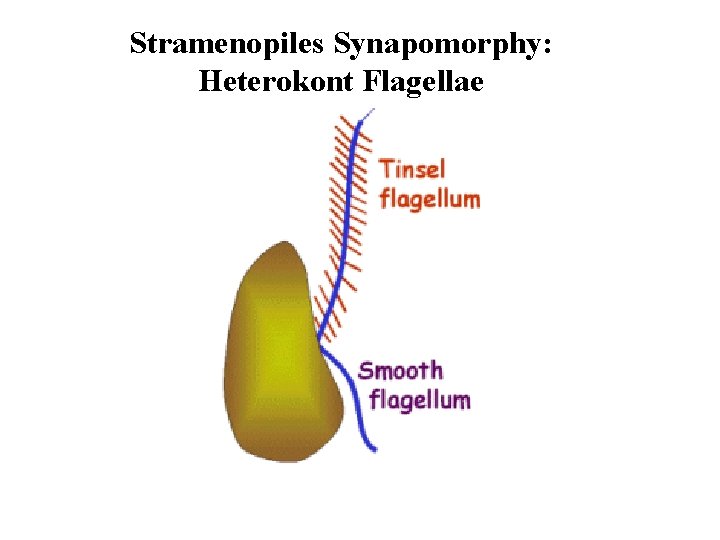 Stramenopiles Synapomorphy: Heterokont Flagellae 
