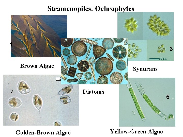 Stramenopiles: Ochrophytes 1 3 Brown Algae Synurans Diatoms 4 Golden-Brown Algae 5 Yellow-Green Algae