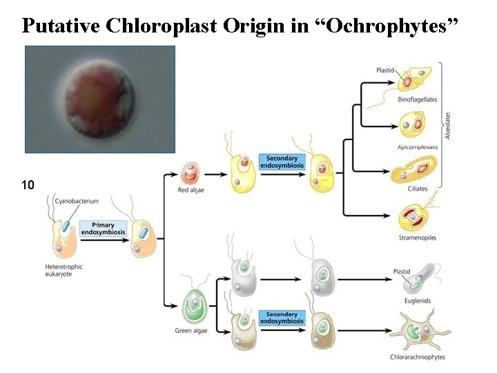 Putative Chloroplast Origin in “Ochrophytes” 10 11 