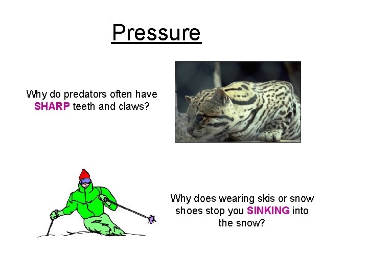 Pressure Why do predators often have SHARP teeth and claws? Why does wearing skis