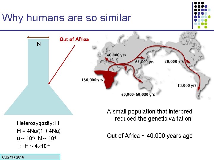 Why humans are so similar N Out of Africa Heterozygosity: H H = 4