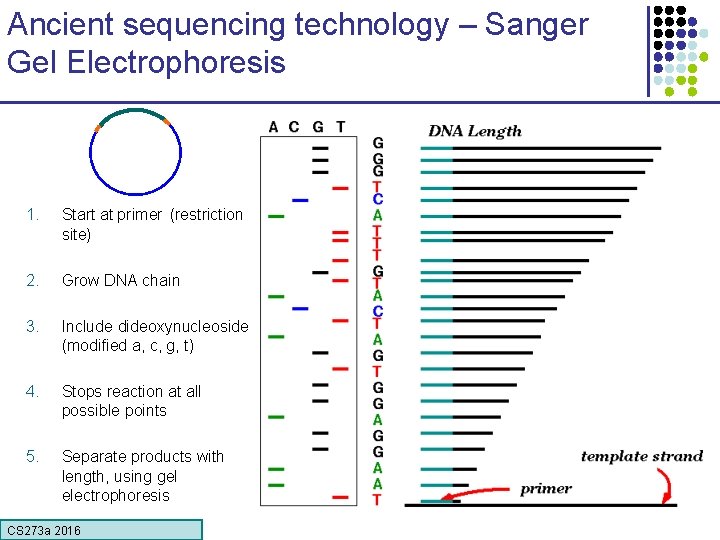 Ancient sequencing technology – Sanger Gel Electrophoresis 1. Start at primer (restriction site) 2.