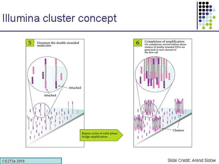 Illumina cluster concept CS 273 a 2016 Slide Credit: Arend Sidow 