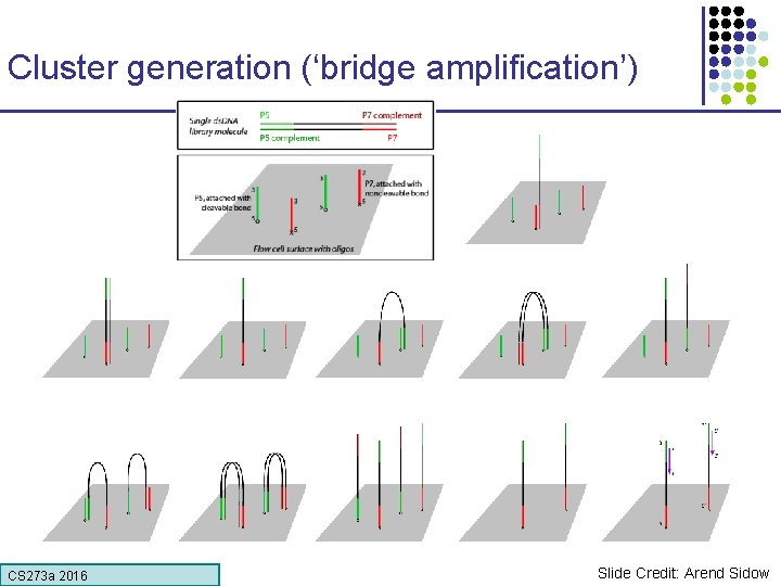 Cluster generation (‘bridge amplification’) CS 273 a 2016 Slide Credit: Arend Sidow 