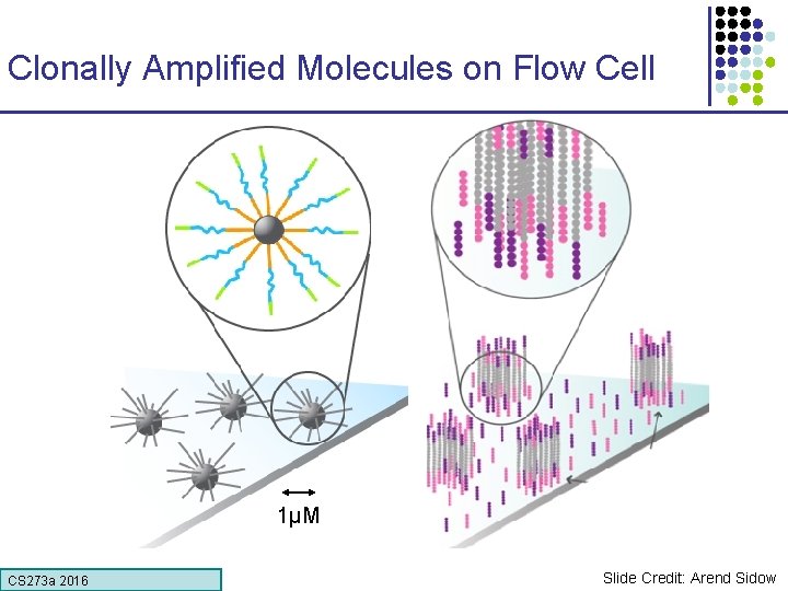 Clonally Amplified Molecules on Flow Cell 1µM CS 273 a 2016 Slide Credit: Arend