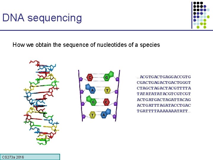 DNA sequencing How we obtain the sequence of nucleotides of a species …ACGTGACTGAGGACCGTG CGACTGACTGGGT