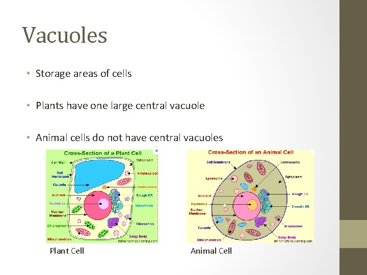 Vacuoles • Storage areas of cells • Plants have one large central vacuole •