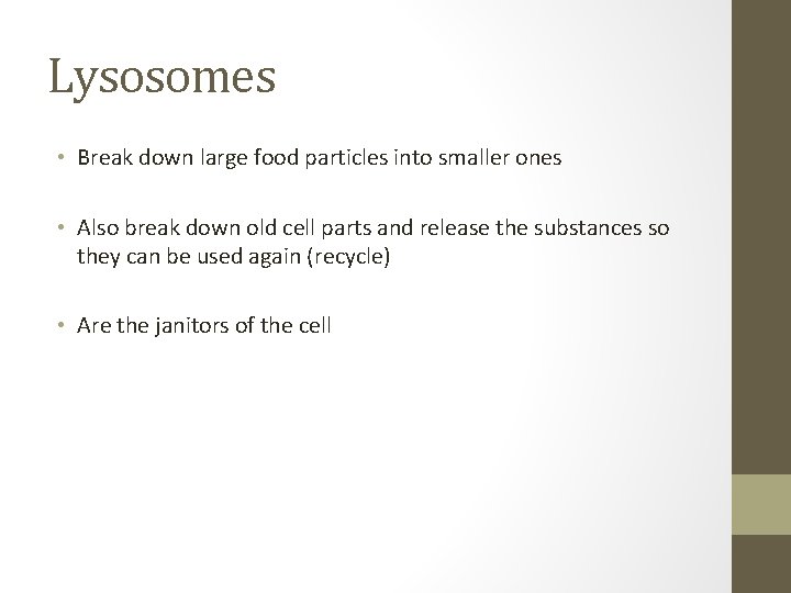 Lysosomes • Break down large food particles into smaller ones • Also break down