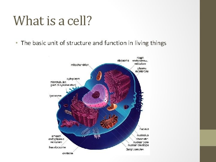 What is a cell? • The basic unit of structure and function in living