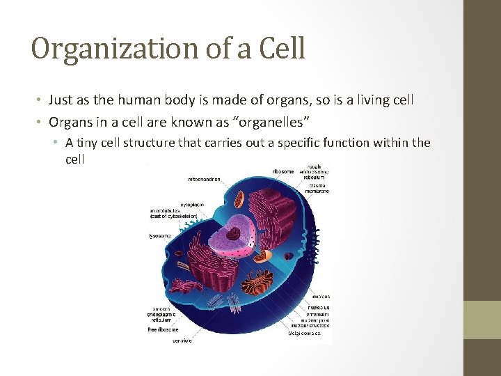 Organization of a Cell • Just as the human body is made of organs,