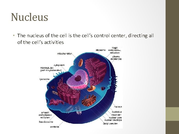 Nucleus • The nucleus of the cell is the cell’s control center, directing all