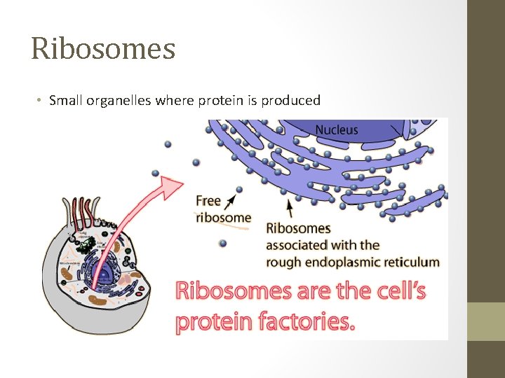 Ribosomes • Small organelles where protein is produced 