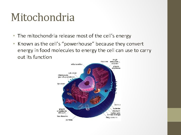 Mitochondria • The mitochondria release most of the cell’s energy • Known as the