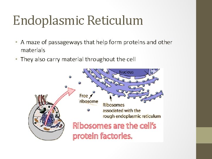 Endoplasmic Reticulum • A maze of passageways that help form proteins and other materials