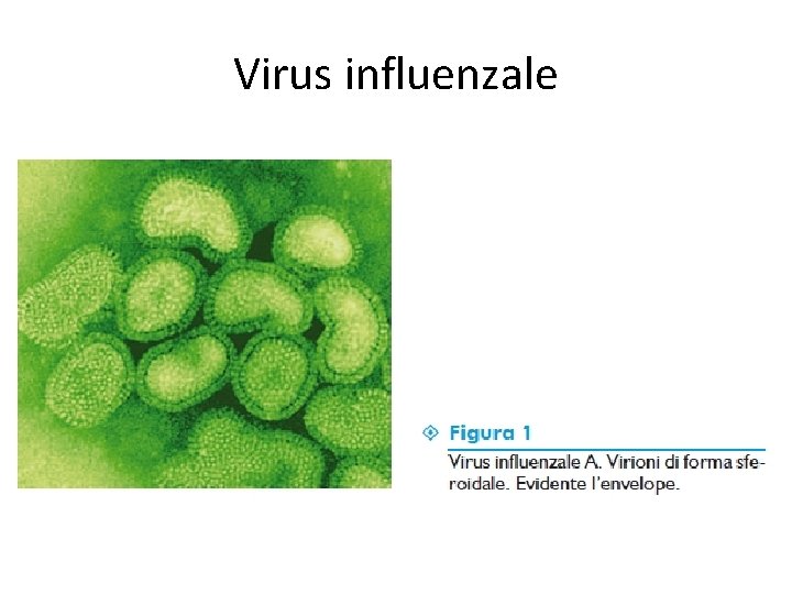 Virus influenzale 