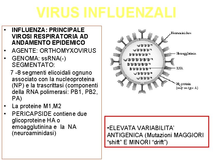 VIRUS INFLUENZALI • INFLUENZA: PRINCIPALE VIROSI RESPIRATORIA AD ANDAMENTO EPIDEMICO • AGENTE: ORTHOMYXOVIRUS •