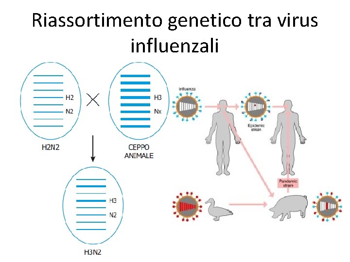 Riassortimento genetico tra virus influenzali 