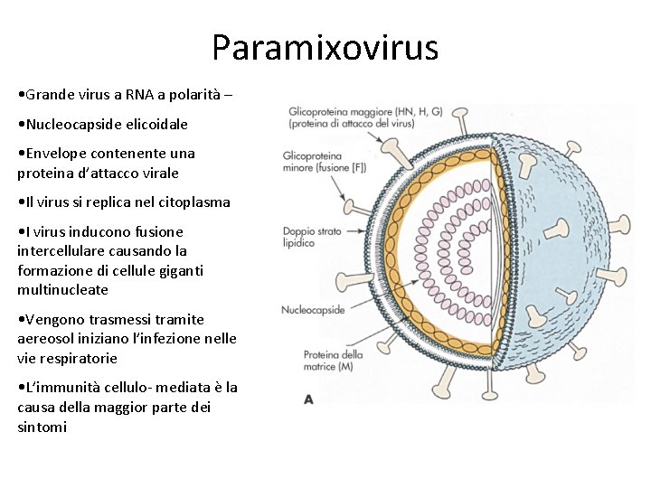 Paramixovirus • Grande virus a RNA a polarità – • Nucleocapside elicoidale • Envelope