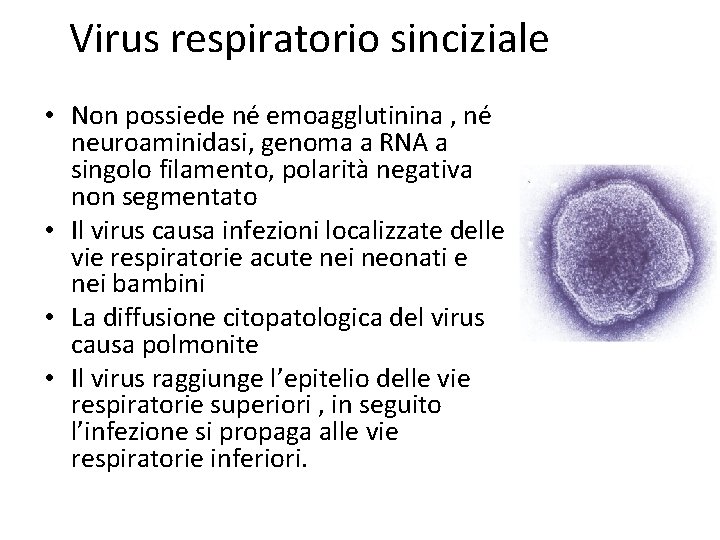 Virus respiratorio sinciziale • Non possiede né emoagglutinina , né neuroaminidasi, genoma a RNA