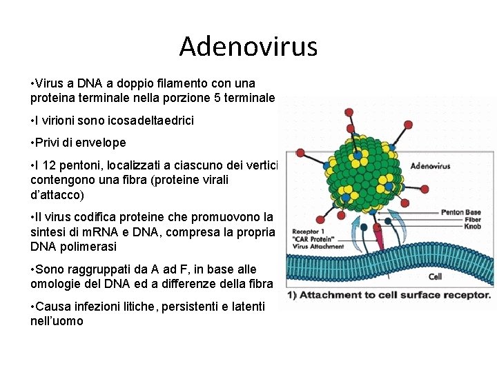 Adenovirus • Virus a DNA a doppio filamento con una proteina terminale nella porzione