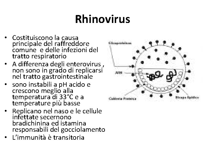 Rhinovirus • Costituiscono la causa principale del raffreddore comune e delle infezioni del tratto