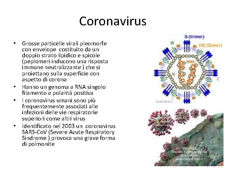 Coronavirus • Grosse particelle virali pleomorfe con envelope costituito da un doppio strato lipidico