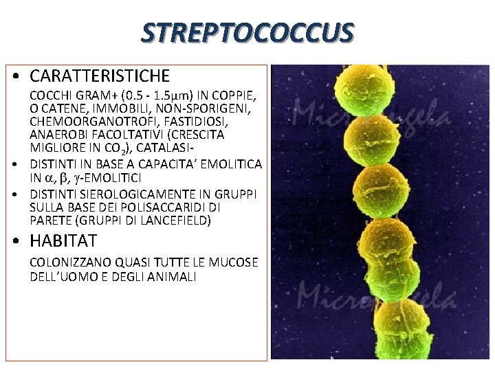 STREPTOCOCCUS • CARATTERISTICHE COCCHI GRAM+ (0. 5 - 1. 5μm) IN COPPIE, O CATENE,