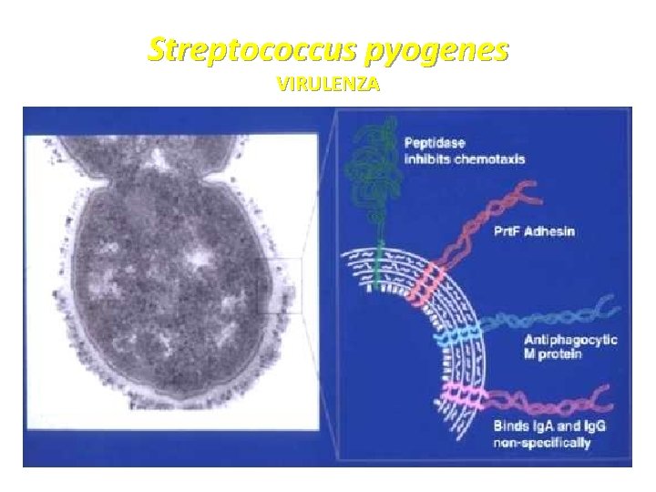 Streptococcus pyogenes VIRULENZA 