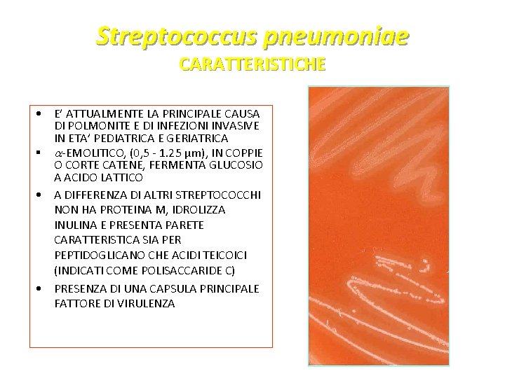 Streptococcus pneumoniae CARATTERISTICHE • E’ ATTUALMENTE LA PRINCIPALE CAUSA DI POLMONITE E DI INFEZIONI