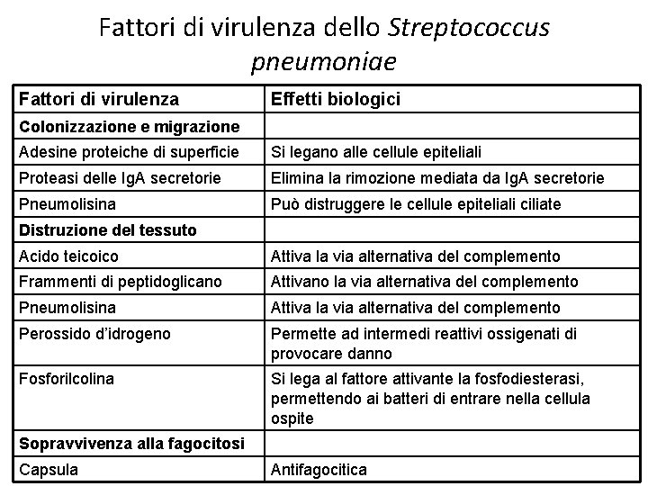 Fattori di virulenza dello Streptococcus pneumoniae Fattori di virulenza Effetti biologici Colonizzazione e migrazione