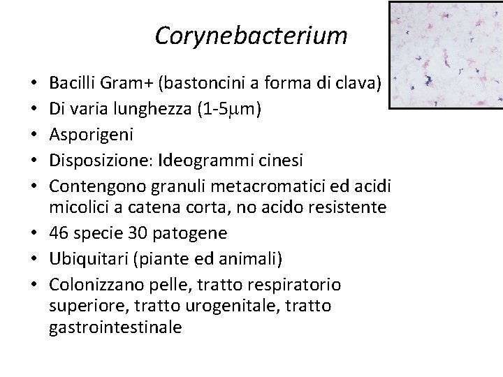 Corynebacterium Bacilli Gram+ (bastoncini a forma di clava) Di varia lunghezza (1 -5 m)