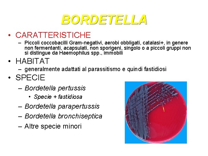 BORDETELLA • CARATTERISTICHE – Piccoli coccobacilli Gram-negativi, aerobi obbligati, catalasi+, in genere non fermentanti,