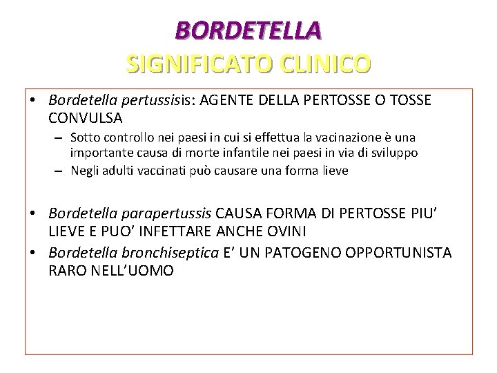 BORDETELLA SIGNIFICATO CLINICO • Bordetella pertussisis: AGENTE DELLA PERTOSSE O TOSSE CONVULSA – Sotto