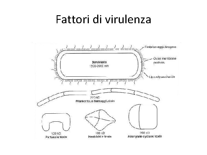 Fattori di virulenza 