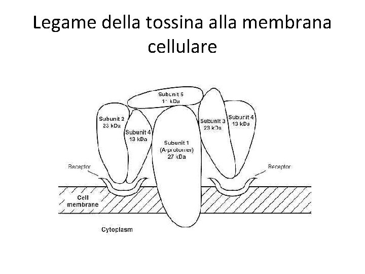 Legame della tossina alla membrana cellulare 