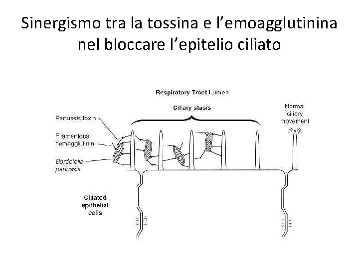 Sinergismo tra la tossina e l’emoagglutinina nel bloccare l’epitelio ciliato 