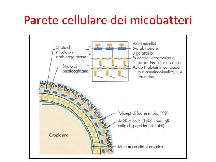 Parete cellulare dei micobatteri 