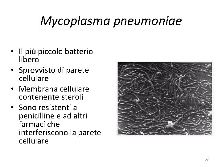 Mycoplasma pneumoniae • Il più piccolo batterio libero • Sprovvisto di parete cellulare •