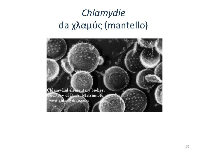 Chlamydie da χλαμύς (mantello) • Parassiti intracellulari obbligati • “Filtrabili” considerati virus in passato