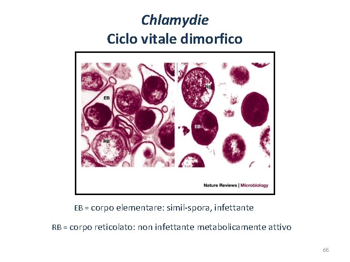 Chlamydie Ciclo vitale dimorfico EB = corpo elementare: simil-spora, infettante RB = corpo reticolato: