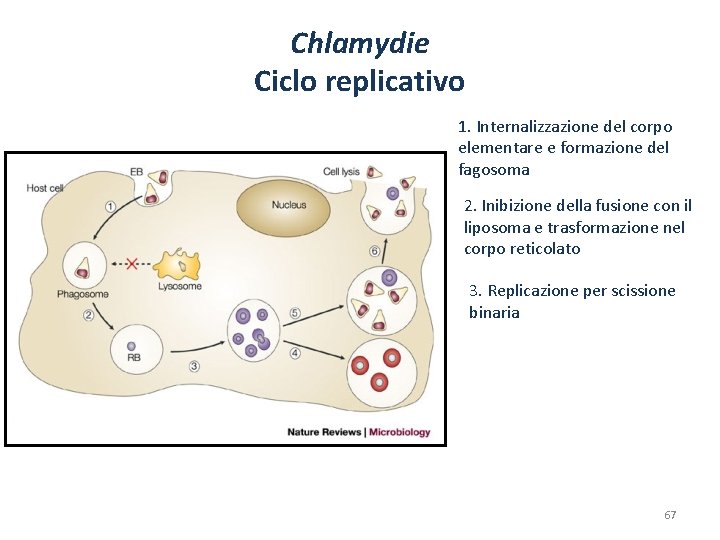 Chlamydie Ciclo replicativo 1. Internalizzazione del corpo elementare e formazione del fagosoma 2. Inibizione