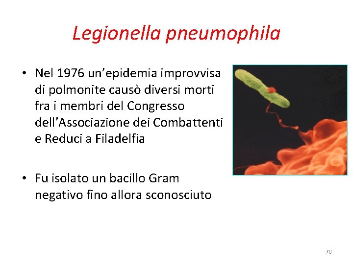 Legionella pneumophila • Nel 1976 un’epidemia improvvisa di polmonite causò diversi morti fra i