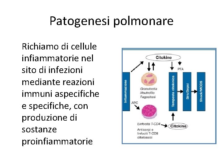 Patogenesi polmonare Richiamo di cellule infiammatorie nel sito di infezioni mediante reazioni immuni aspecifiche