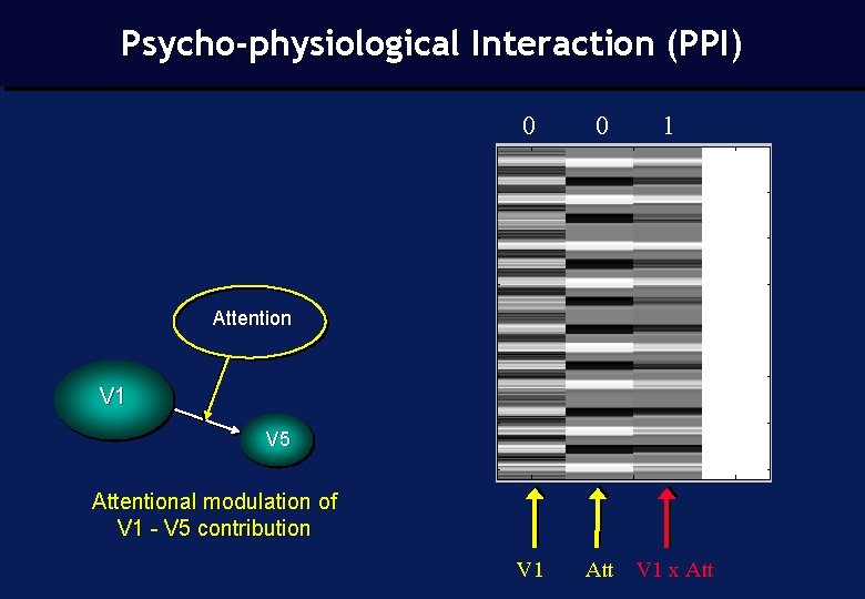 Psycho-physiological Interaction (PPI) 0 0 1 Attention V 1 V 5 Attentional modulation of