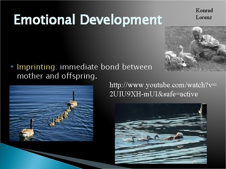 Emotional Development Konrad Lorenz Imprinting: immediate bond between mother and offspring. http: //www. youtube.