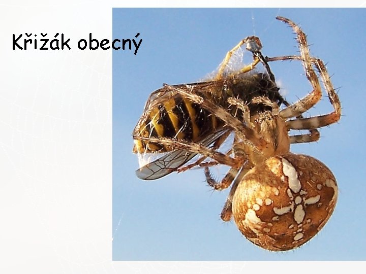 Křižák obecný 