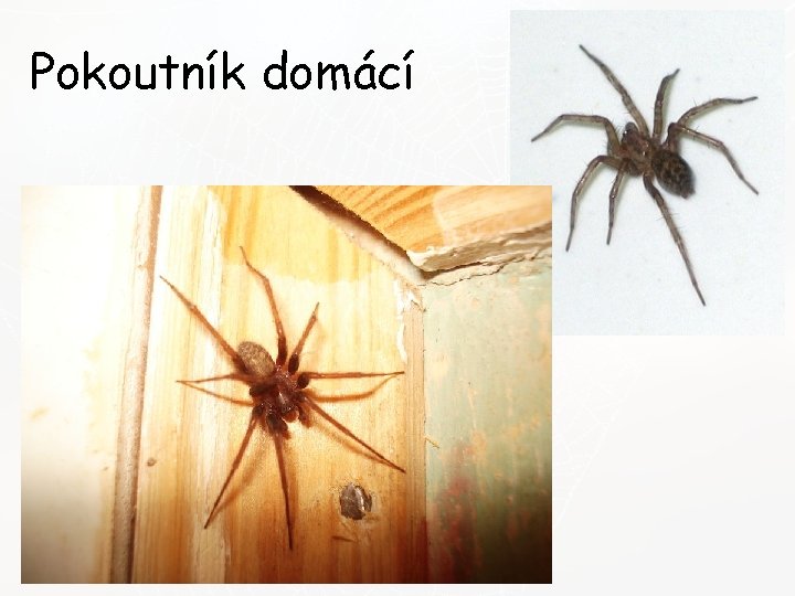 Pokoutník domácí 