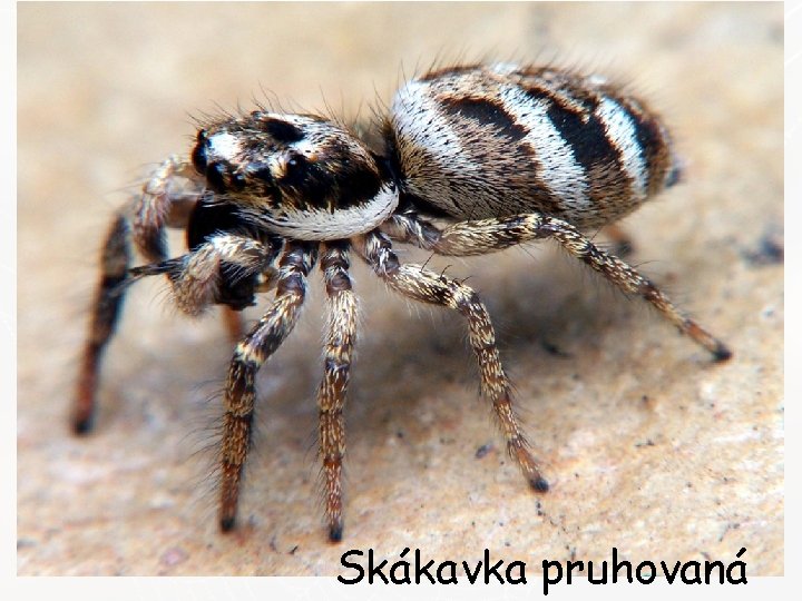 Skákavka pruhovaná 